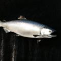 Chinook Salmon Skin Chinook Salmon Skin mount